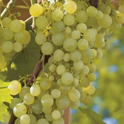 Vigne Perdin®. Le pot de 2 litres