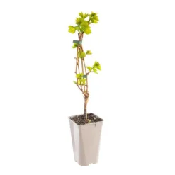 Vigne Perdin®. Le pot de 2 litres