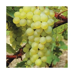 Vigne 'Seyval' Bio. Le pot de 5 litres