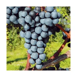 Vigne 'Venus' Bio. Le pot de 2 litres