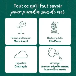 violette Odorante bleue - Le pot de 9 x 9 cm