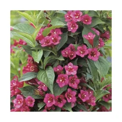 Weigela Bristol Ruby rouge. Le pot de 7 litres