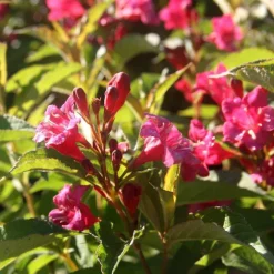 Weigela Bristol Ruby rouge. Le pot de 7 litres