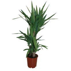 Yucca 45/50 cm. Le pot de 12 cm