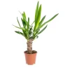 Yucca 1 pied pot Ø14xH70 cm