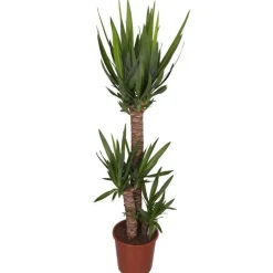 Yucca 3 pieds