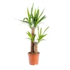 Yucca 2 pieds pot Ø17xH85 cm