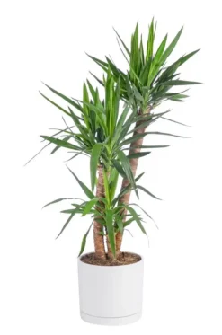 Yucca 3 pieds vert en pot blanc émaillé botanic®. Le pot Ø 30 cm
