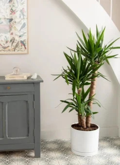 Yucca 3 pieds vert en pot blanc émaillé botanic®. Le pot Ø 30 cm