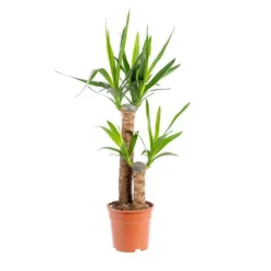 Yucca 2 pieds vert H 85 cm. Le pot Ø 17 cm