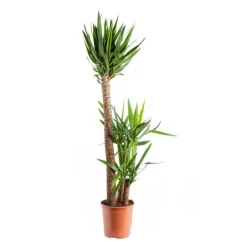 Yucca 3 PP Ø24xH135 cm