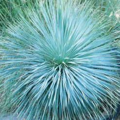 Yucca bleu Sapphire Skies. Le pot de 4 litres