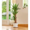 Yucca. Le pot de 26 cm