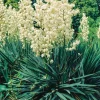 Yucca. Le pot de 4 litres