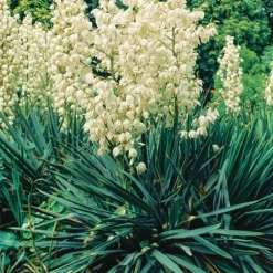 Yucca. Le pot de 4 litres