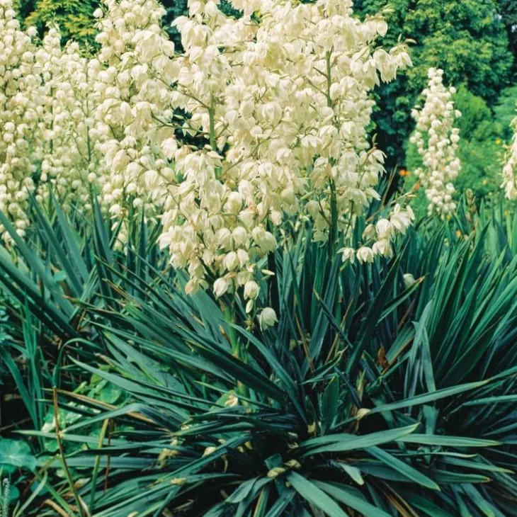 Yucca. Le pot de 4 litres
