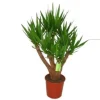 Yucca pot Ø27xH110 cm