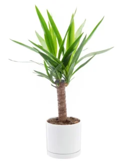 Yucca vert en pot blanc émaillé botanic®. Le pot Ø 18 cm