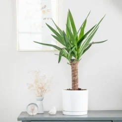 Yucca vert en pot blanc émaillé botanic®. Le pot Ø 18 cm