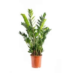 Zamioculcas 65 cm. Le pot de 21 cm