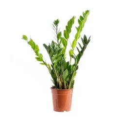 Zamioculcas coupe Ø21 cm