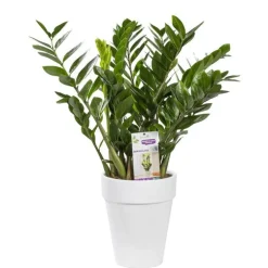 Zamioculcas en pot de 21 cm
