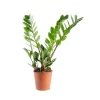 Zamioculcas pot Ø17xH60 cm