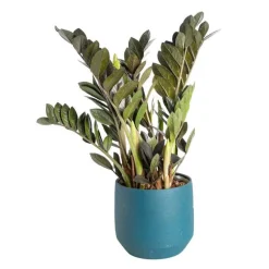 Zamioculcas Raven avec son cache-pot bleu en céramique Ø 17 cm